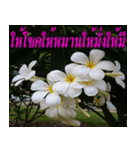 Plumeria of happiness version northeast（個別スタンプ：16）