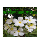 Plumeria of happiness version northeast（個別スタンプ：17）