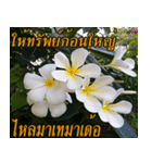Plumeria of happiness version northeast（個別スタンプ：18）