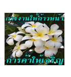 Plumeria of happiness version northeast（個別スタンプ：19）