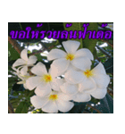 Plumeria of happiness version northeast（個別スタンプ：20）