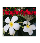 Plumeria of happiness version northeast（個別スタンプ：21）