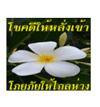 Plumeria of happiness version northeast（個別スタンプ：22）