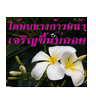Plumeria of happiness version northeast（個別スタンプ：23）