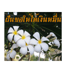 Plumeria of happiness version northeast（個別スタンプ：25）