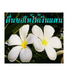 Plumeria of happiness version northeast（個別スタンプ：26）