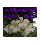 Plumeria of happiness version northeast（個別スタンプ：27）
