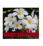 Plumeria of happiness version northeast（個別スタンプ：28）