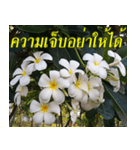Plumeria of happiness version northeast（個別スタンプ：29）