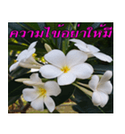 Plumeria of happiness version northeast（個別スタンプ：30）