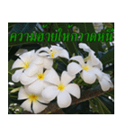Plumeria of happiness version northeast（個別スタンプ：31）