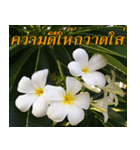 Plumeria of happiness version northeast（個別スタンプ：32）