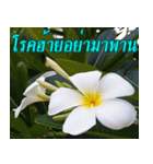 Plumeria of happiness version northeast（個別スタンプ：33）