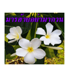 Plumeria of happiness version northeast（個別スタンプ：34）