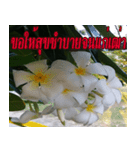 Plumeria of happiness version northeast（個別スタンプ：35）