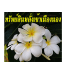 Plumeria of happiness version northeast（個別スタンプ：36）