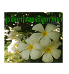 Plumeria of happiness version northeast（個別スタンプ：38）