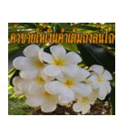 Plumeria of happiness version northeast（個別スタンプ：39）