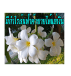 Plumeria of happiness version northeast（個別スタンプ：40）