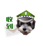My Schnauzer（個別スタンプ：1）