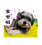 My Schnauzer（個別スタンプ：2）