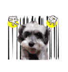 My Schnauzer（個別スタンプ：3）