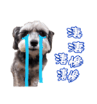 My Schnauzer（個別スタンプ：4）