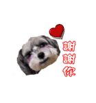 My Schnauzer（個別スタンプ：5）