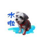My Schnauzer（個別スタンプ：6）