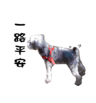 My Schnauzer（個別スタンプ：7）