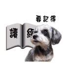 My Schnauzer（個別スタンプ：8）