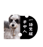 My Schnauzer（個別スタンプ：9）