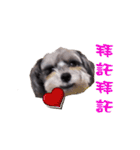 My Schnauzer（個別スタンプ：10）