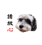 My Schnauzer（個別スタンプ：11）