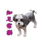 My Schnauzer（個別スタンプ：12）