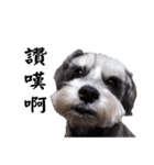 My Schnauzer（個別スタンプ：13）