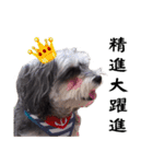 My Schnauzer（個別スタンプ：15）