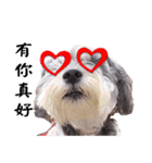 My Schnauzer（個別スタンプ：16）