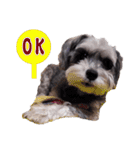 My Schnauzer（個別スタンプ：17）