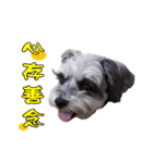 My Schnauzer（個別スタンプ：18）