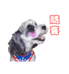 My Schnauzer（個別スタンプ：19）