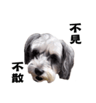 My Schnauzer（個別スタンプ：21）