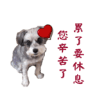 My Schnauzer（個別スタンプ：22）