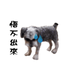 My Schnauzer（個別スタンプ：23）