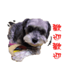 My Schnauzer（個別スタンプ：24）