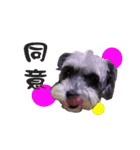 My Schnauzer（個別スタンプ：25）