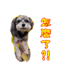 My Schnauzer（個別スタンプ：26）