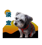 My Schnauzer（個別スタンプ：27）