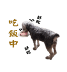 My Schnauzer（個別スタンプ：28）