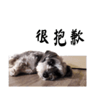 My Schnauzer（個別スタンプ：29）